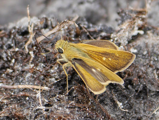 Marsh Swift