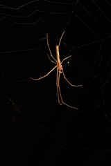Tetragnatha caudata