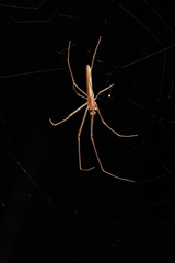 Tetragnatha caudata