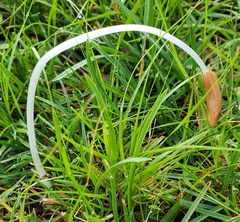 Conocybe deliquescens