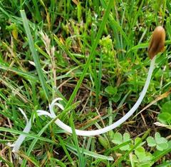Conocybe deliquescens