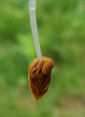 Conocybe deliquescens