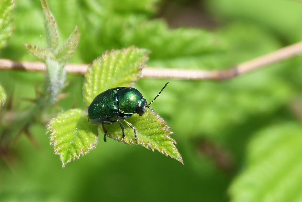 Cryptocephalus sericeus from Chrysoupoli 642 00, Nestosgebiet