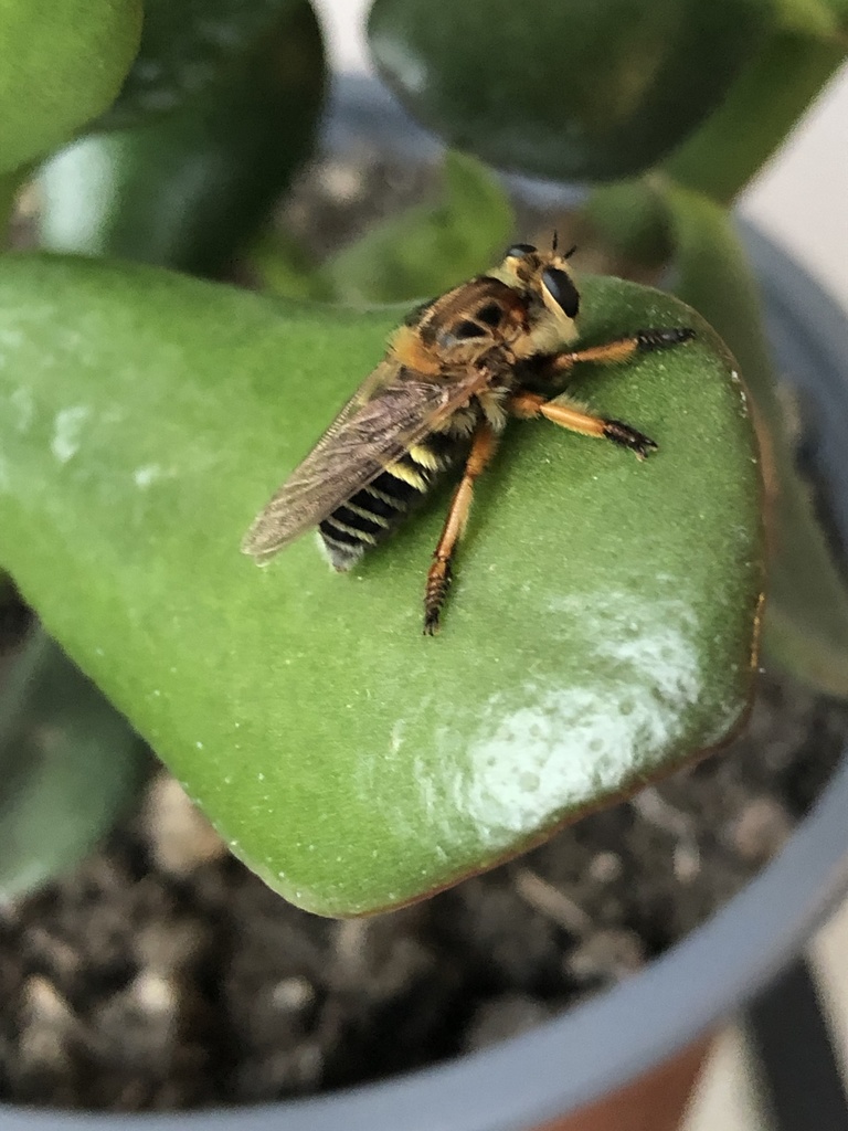 Mallophora argentipes