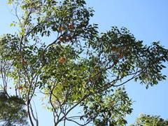 Eucalyptus miniata