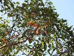 Eucalyptus miniata