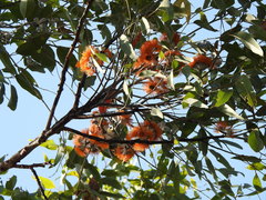 Eucalyptus miniata