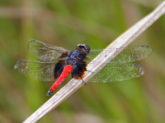 Hadrothemis defecta