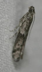 Homoeosoma asylonnastes
