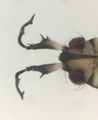 Rheumatobates rileyi