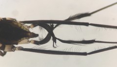 Rheumatobates rileyi