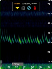 Tadarida brasiliensis
