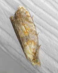 Acleris curvalana