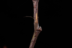 Tetragnatha caudata