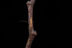 Tetragnatha caudata