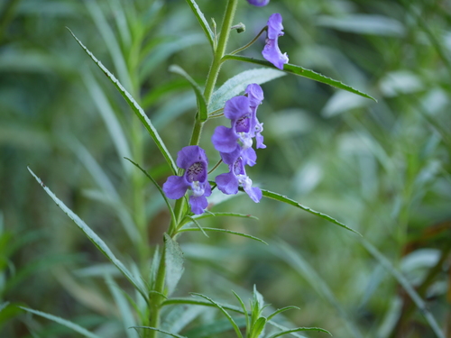 Angelonia biflora, photograph 3