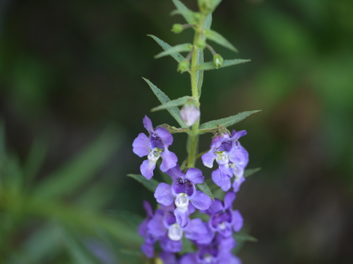 Angelonia biflora, photograph 4