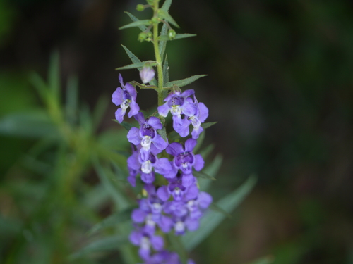 Angelonia biflora, photograph 5