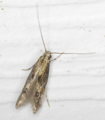 Blastodacna atra