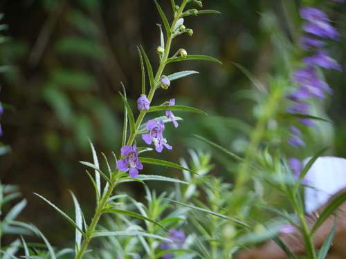 Angelonia biflora, photograph 6