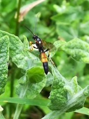 Amblyteles armatorius