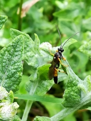 Amblyteles armatorius