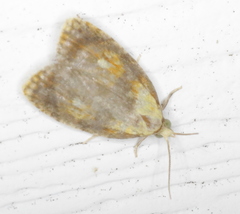 Acleris curvalana