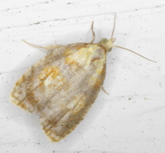 Acleris curvalana