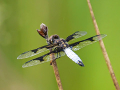 Palpopleura albifrons