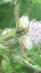 Liocoris tripustulatus