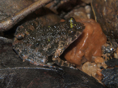 Phrynobatrachus natalensis