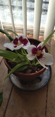 Miltoniopsis