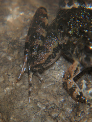 Phrynobatrachus natalensis