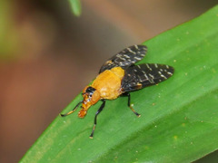 Peltacanthina magnifica