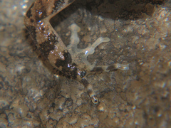 Phrynobatrachus natalensis