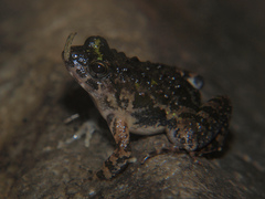 Phrynobatrachus natalensis