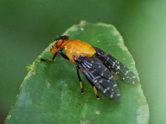 Peltacanthina magnifica