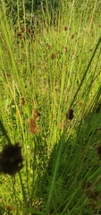 Juncus conglomeratus