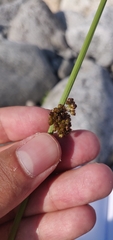 Juncus conglomeratus