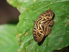 Catuna angustatum