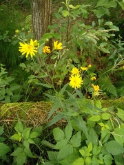 Hieracium laevigatum