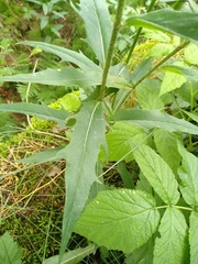 Hieracium laevigatum