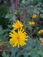 Hieracium laevigatum