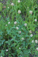 Trifolium hybridum