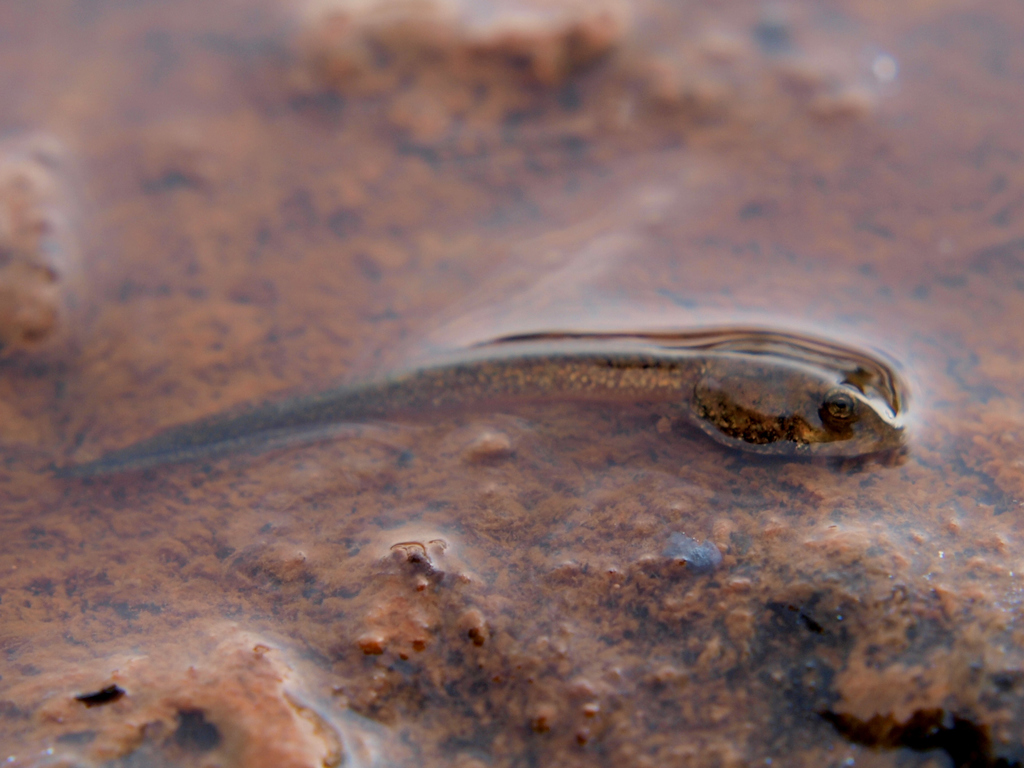 Mutinondo Grass Frog