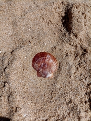 Aequipecten opercularis