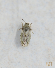 Heteroptera