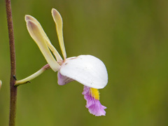 Eulophia caricifolia image