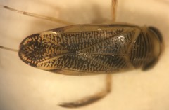 Sigara virginiensis