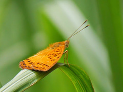 Pseudargynnis hegemone
